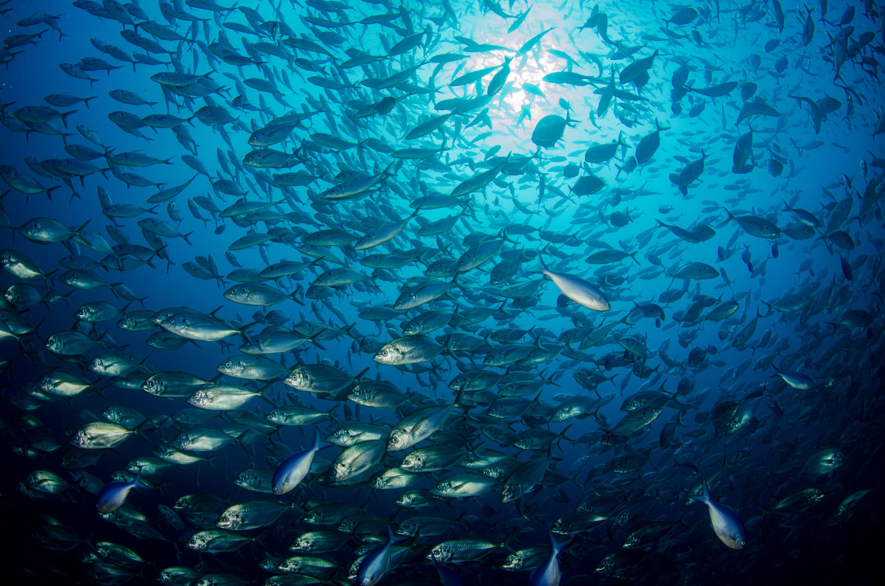 DSC_3982 – poor, knights, marine, reserve, crispin, nz, new, zealand, new zealand, Trevally, Caranx, georgianus,
